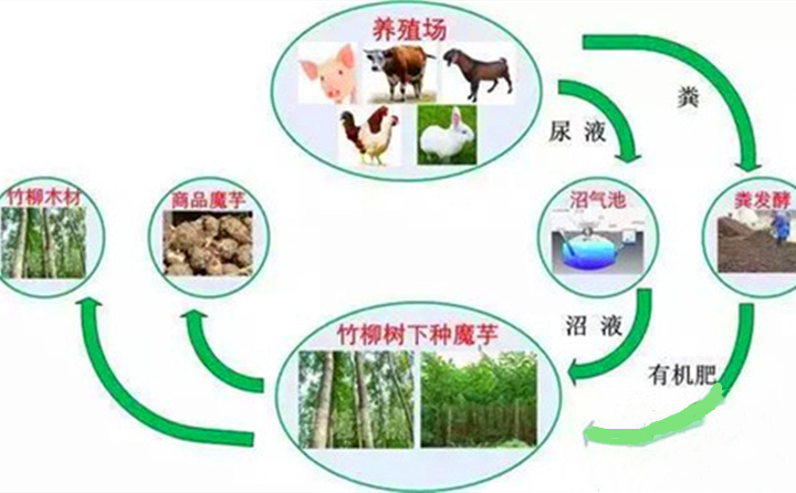 “种养循环”新模式拓宽农民增收路 