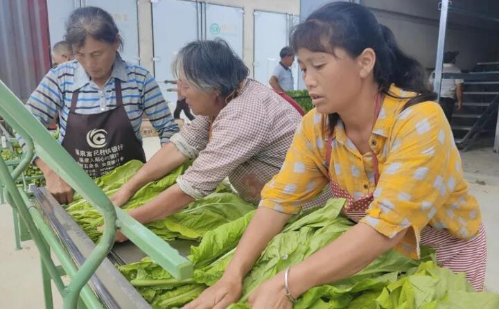 福泉：生物质颗粒智能化烘烤 助力烤烟工业提质增效