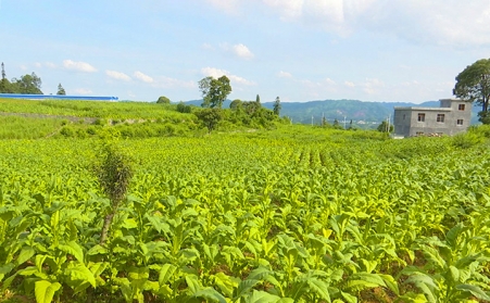 兴仁市鲁础营乡生物质燃料颗；π媛湔裥